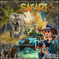 Safari Photos - Zdarma animovaný GIF
