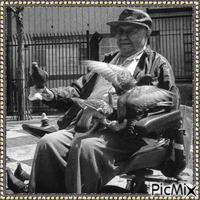 Sir with Pigeons - 免费动画 GIF