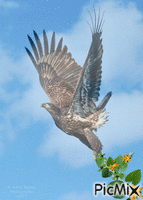vultur animovaný GIF
