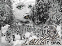 Concours "Tigre blanc" - 免费动画 GIF