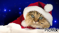 Christmas Cat - GIF เคลื่อนไหวฟรี