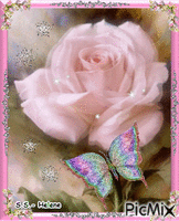 Pink rose. GIF animado