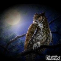 owl GIF animata