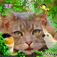 HD chat avec oiseaux et papillons animovaný GIF