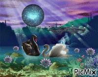 влюбленные лебеди - Ingyenes animált GIF