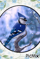 Blue bird in the snow - Free animated GIF