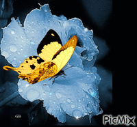 Schmetterling - Gratis animeret GIF