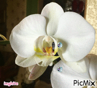 My Flower ... Not Yours !!! - GIF animasi gratis