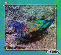 Pigeon animovaný GIF