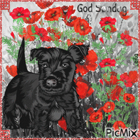 Happy Sunday. Dog. Spring. Poppy meadow - Gratis animerad GIF