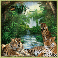 Tigres dans la jungle. - Бесплатни анимирани ГИФ