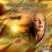 Western boxelder bug - Nemokamas animacinis gif