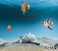 fish22 - Bezmaksas animēts GIF