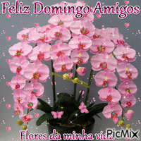 Feliz Domingo Amigos - Besplatni animirani GIF