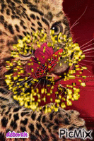 Desenez's Tiger - Безплатен анимиран GIF
