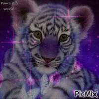 Purple Tiger Cub - GIF animé gratuit