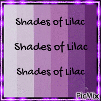 Shades of Lilac