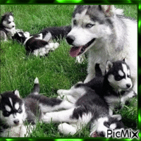 Chien et chiots - Darmowy animowany GIF