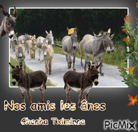 Les ânes. анимированный гифка