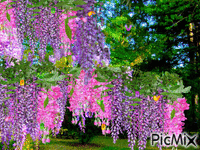 wisteria geanimeerde GIF