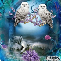 owl and wolf