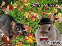 Rat et lapin animovaný GIF
