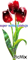 tulipan - Animovaný GIF zadarmo