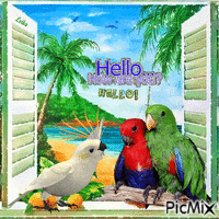 Hello... How are you? Hello.... Parrots - Ingyenes animált GIF
