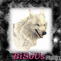 loup blanc - Безплатен анимиран GIF