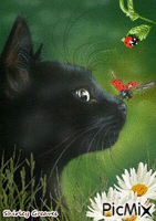 Cat and ladybugs animovaný GIF