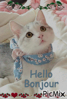 hello bonjour petit chaton GIF animé
