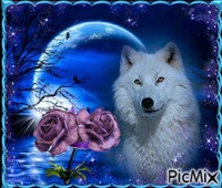Loup blanc - png gratis