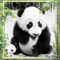 Meu querido panda 💕 animowany gif