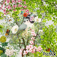 Petit oiseau mandarin - Ücretsiz animasyonlu GIF