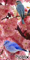 Cherry Blossom 2 - Animovaný GIF zadarmo