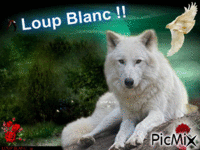 Loup Blanc !! - GIF animado grátis