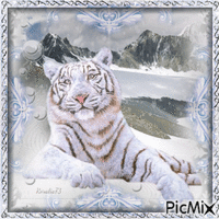-Tigres e invierno- - GIF animé gratuit