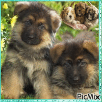 Les Chiens - Free animated GIF
