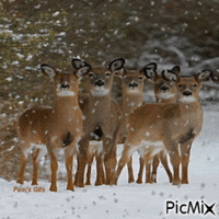 Deer - Animovaný GIF zadarmo