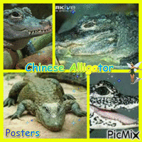 alligator GIF animé