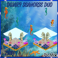 Dwarf Seahorse Duo - Bezmaksas animēts GIF