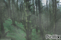 Foggy Forest - Δωρεάν κινούμενο GIF
