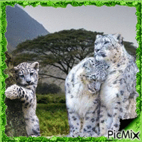 familia leopardo - Free animated GIF
