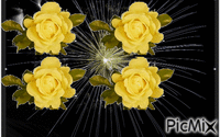 rose gialle - GIF animé gratuit