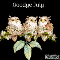 goodbye july owl GIF animé