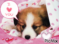 Puppy Love - Бесплатни анимирани ГИФ