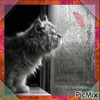 Regarder la pluie par la fenêtre !!!! - Darmowy animowany GIF