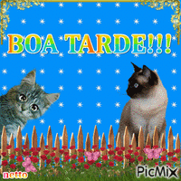 BOA TARDE!!! - 無料のアニメーション GIF