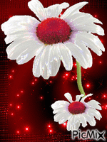 Kvety - Animovaný GIF zadarmo