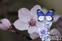 fleural - Darmowy animowany GIF